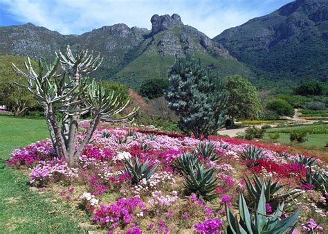 Kirstenbosch Ulusal Botanik Bahçesi: Güney Afrika'nın Bitkisel Cenneti!